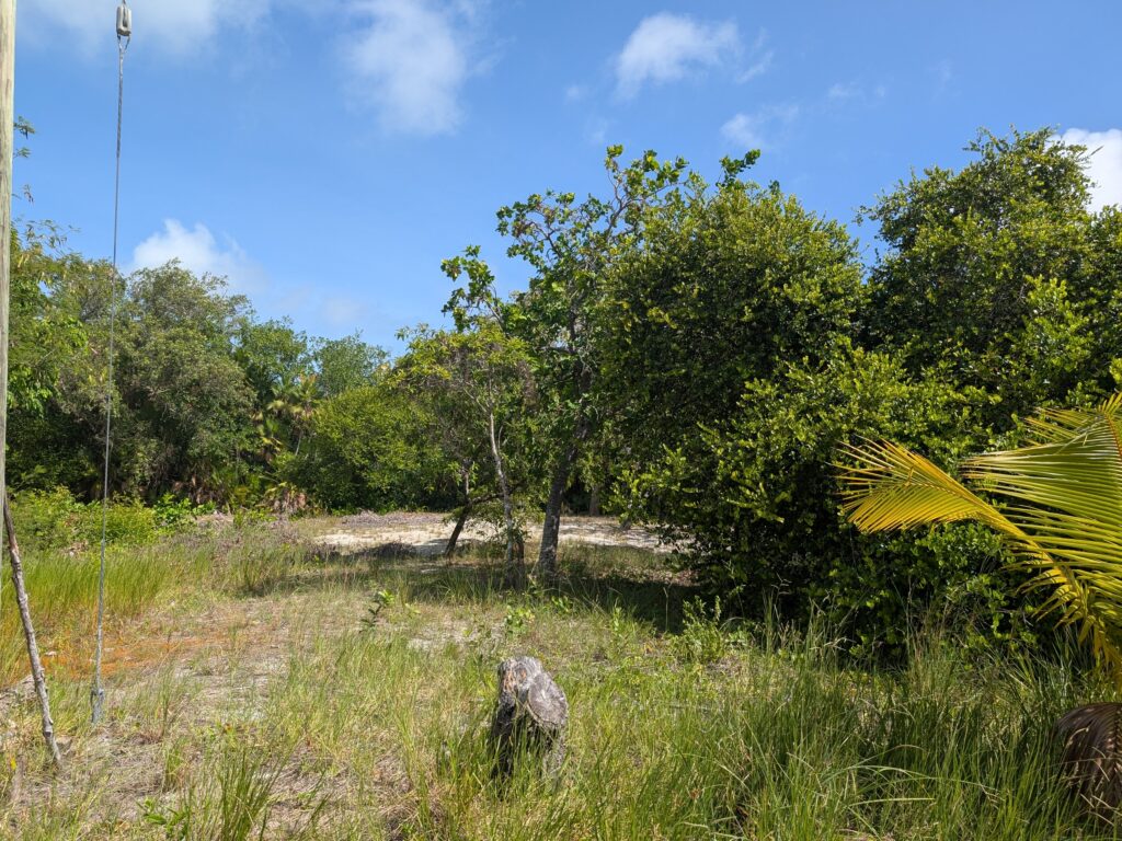 Last Maya Beach Cashew lot