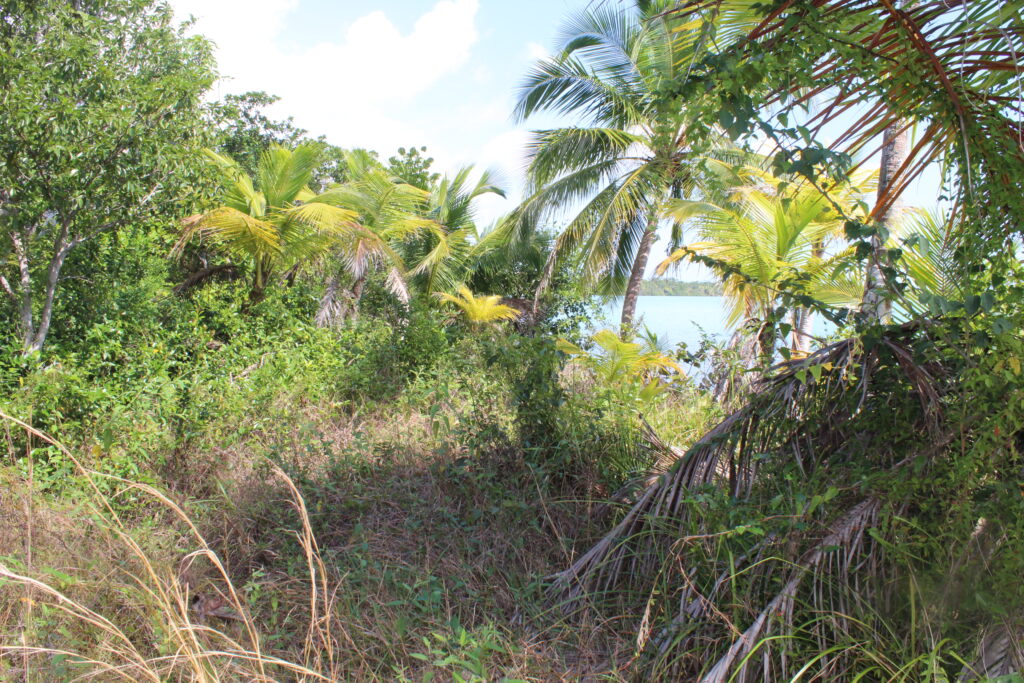 A4106 –  5 Acres lots in Punta Ycacos
